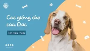 Giống chó Đức