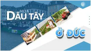 mùa dâu tây ở đức