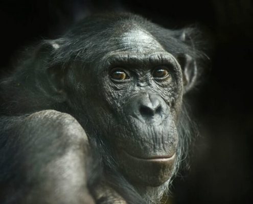 Bảo tàng động vật
