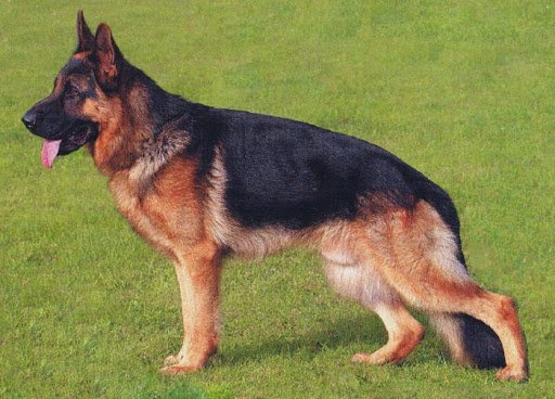 Giống chó Đức IECS là một trong những giống chó thông minh và trung thành nhất trên thế giới. Xem hình ảnh liên quan để đắm mình vào sự thông minh và đáng yêu của chúng.